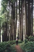 Redwoods